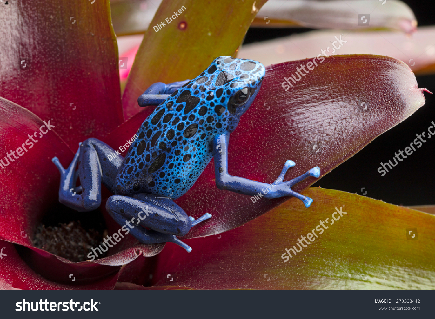 Blue and black poison dart frog, Dendrobates azureus. A beautiful poisonous rain forest animal in danger of extinction. Pet amphibian in a rainforest terrarium. 
 #1273308442
