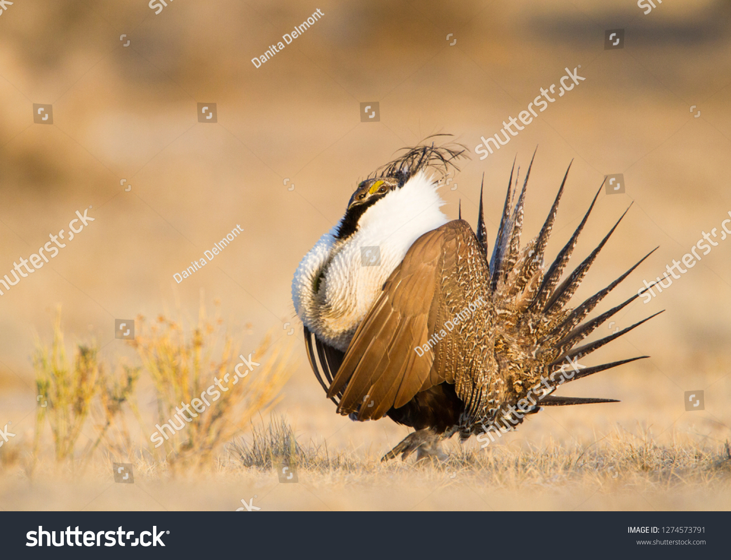Wyoming, Sublette County, Greater Sage Grouse displaying on leg #1274573791
