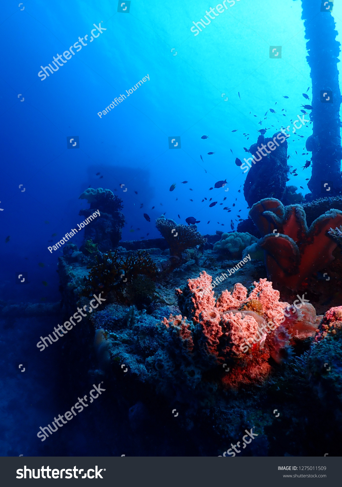 Scuba diving in Rabaul , Kokopo on Atun Wreck located next to Little Pigeon Island . East New Britain , Papau New Guinea scuba diving .  #1275011509