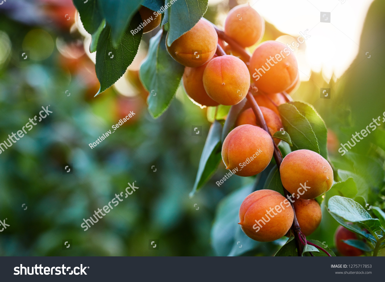 A bunch of ripe apricots branch in sunlight #1275717853