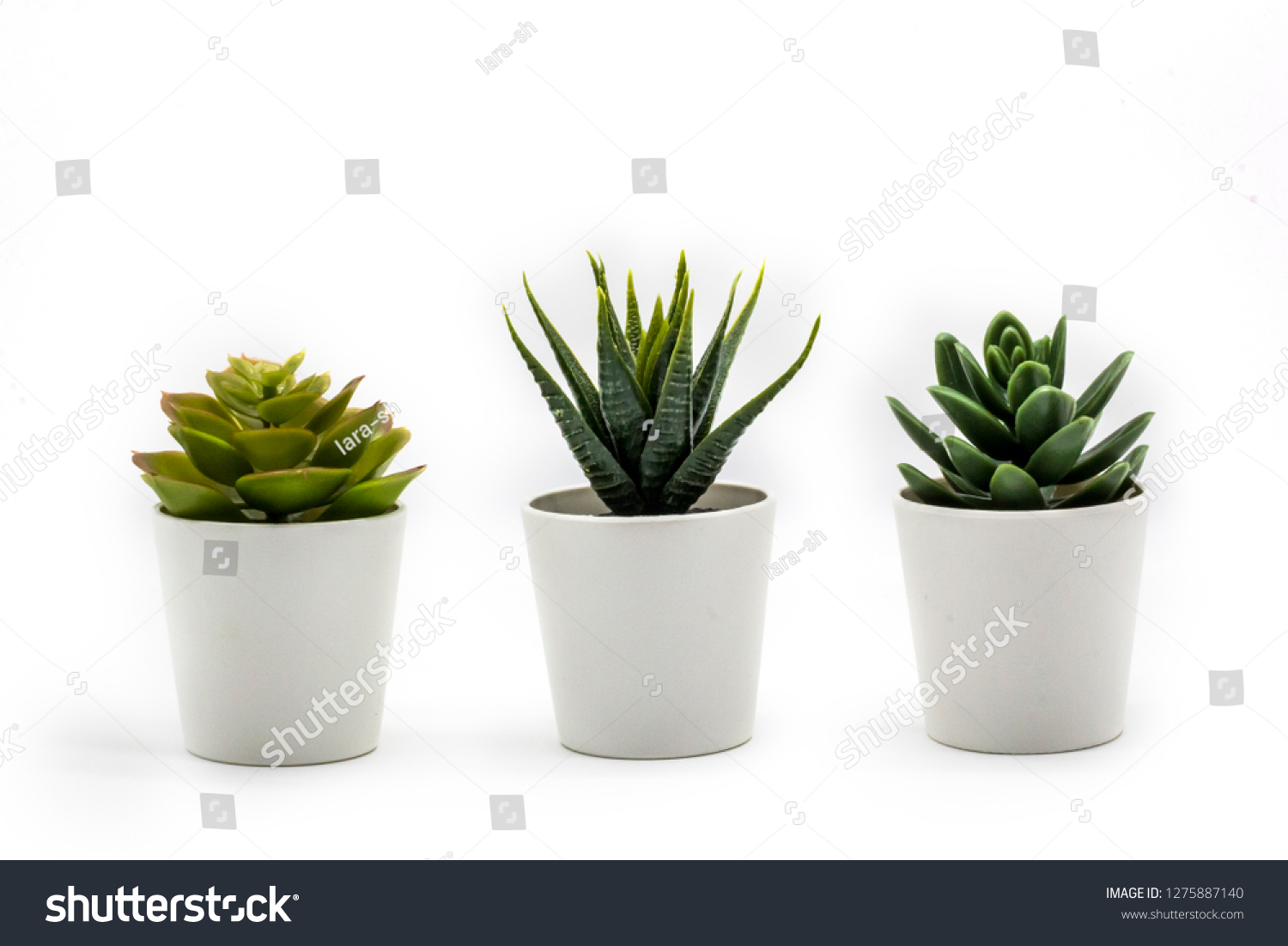 Natural green succulents cactus, Haworthia attenuata in white flowerpot isolated on white background #1275887140