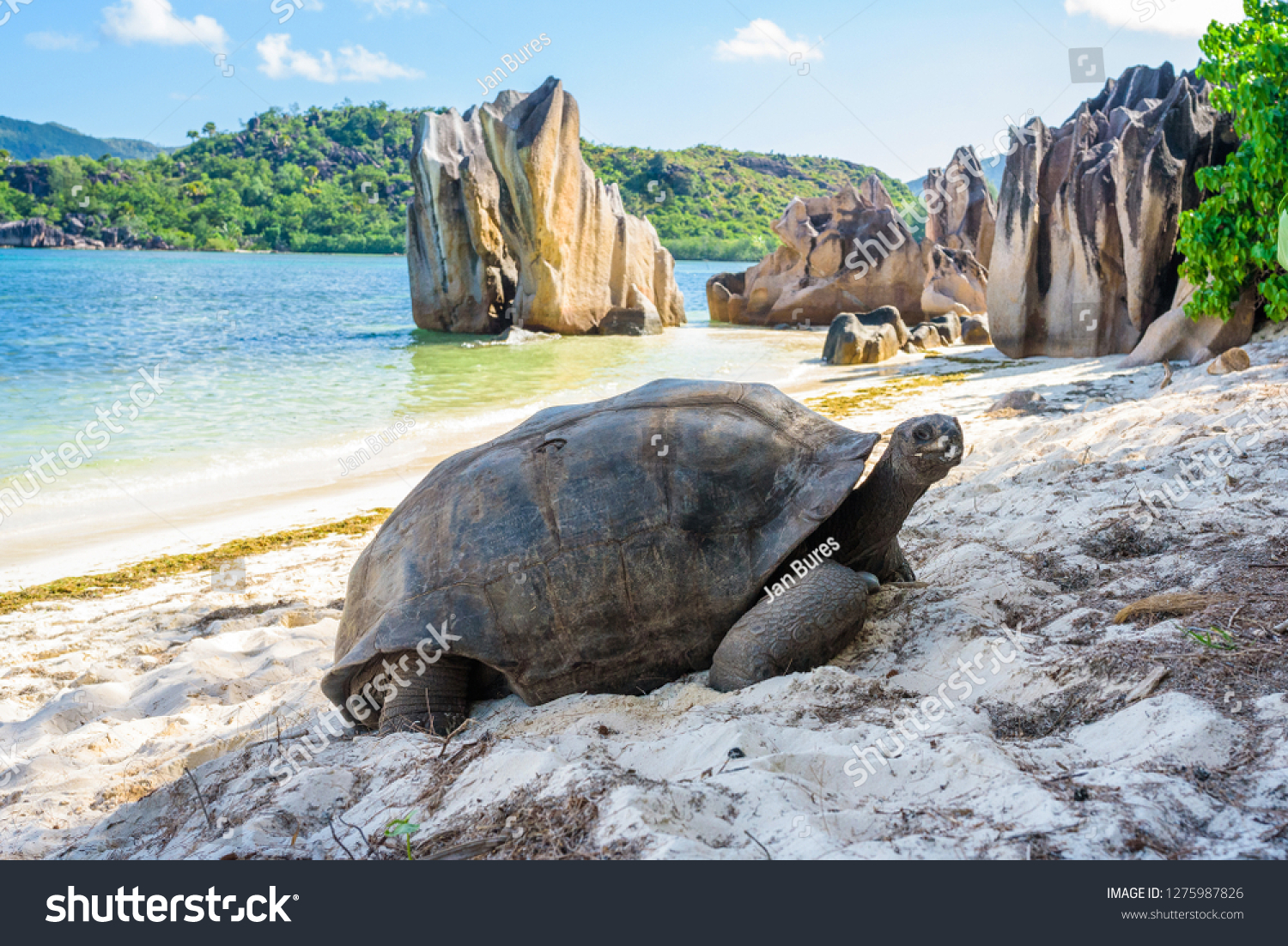 Aldabra giant tortoise, Turtle in Seychelles on the beach near to Praslin #1275987826