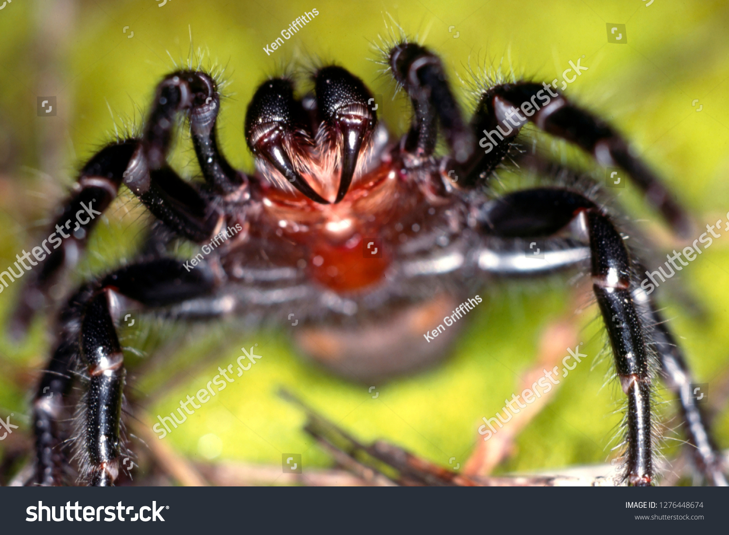 Sydney Funnel Web Spider #1276448674
