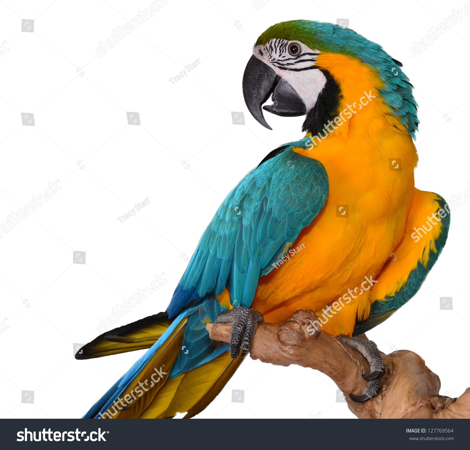 Macaw Parrot isolated on white #127769564