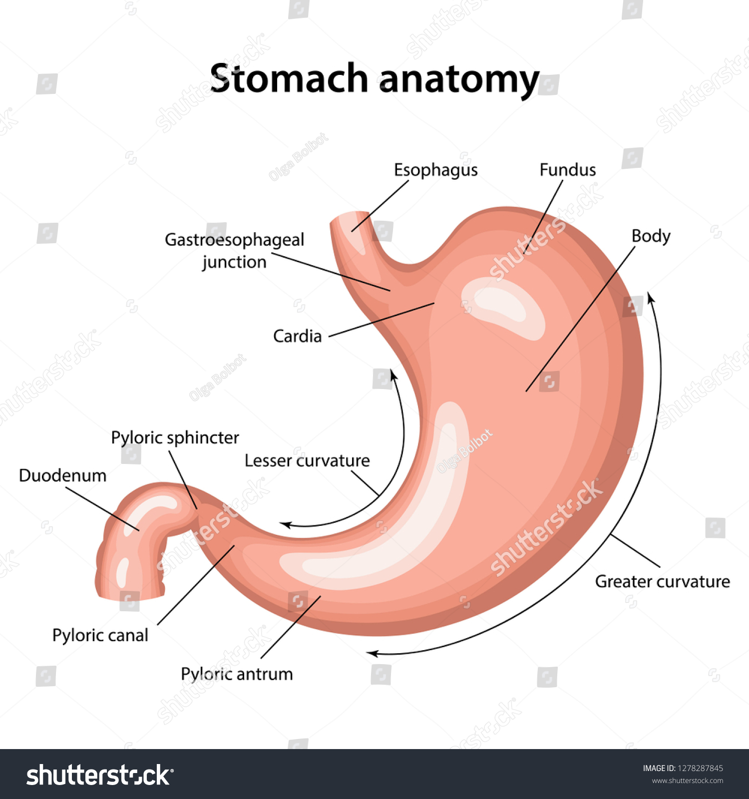 Anatomy of the human stomach with description of - Royalty Free Stock ...