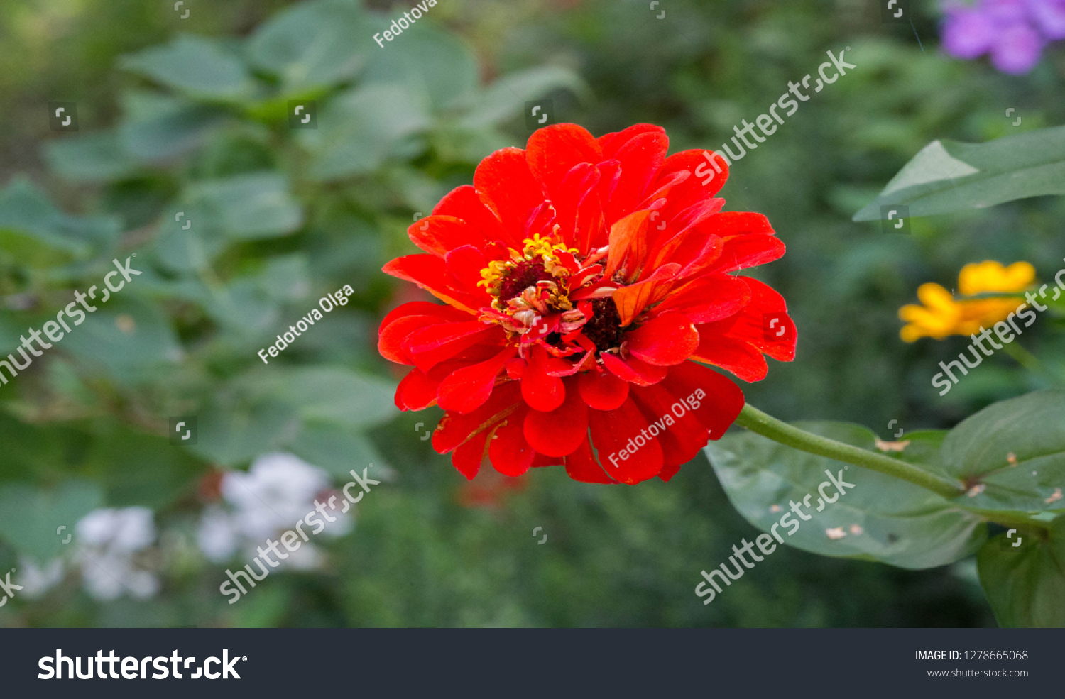 Zinnias are annual plants, shrubs and sub-shrubs growing mainly in North America, Zinnias can be white, greenish yellow, yellow, orange, red, purple or lilac. #1278665068
