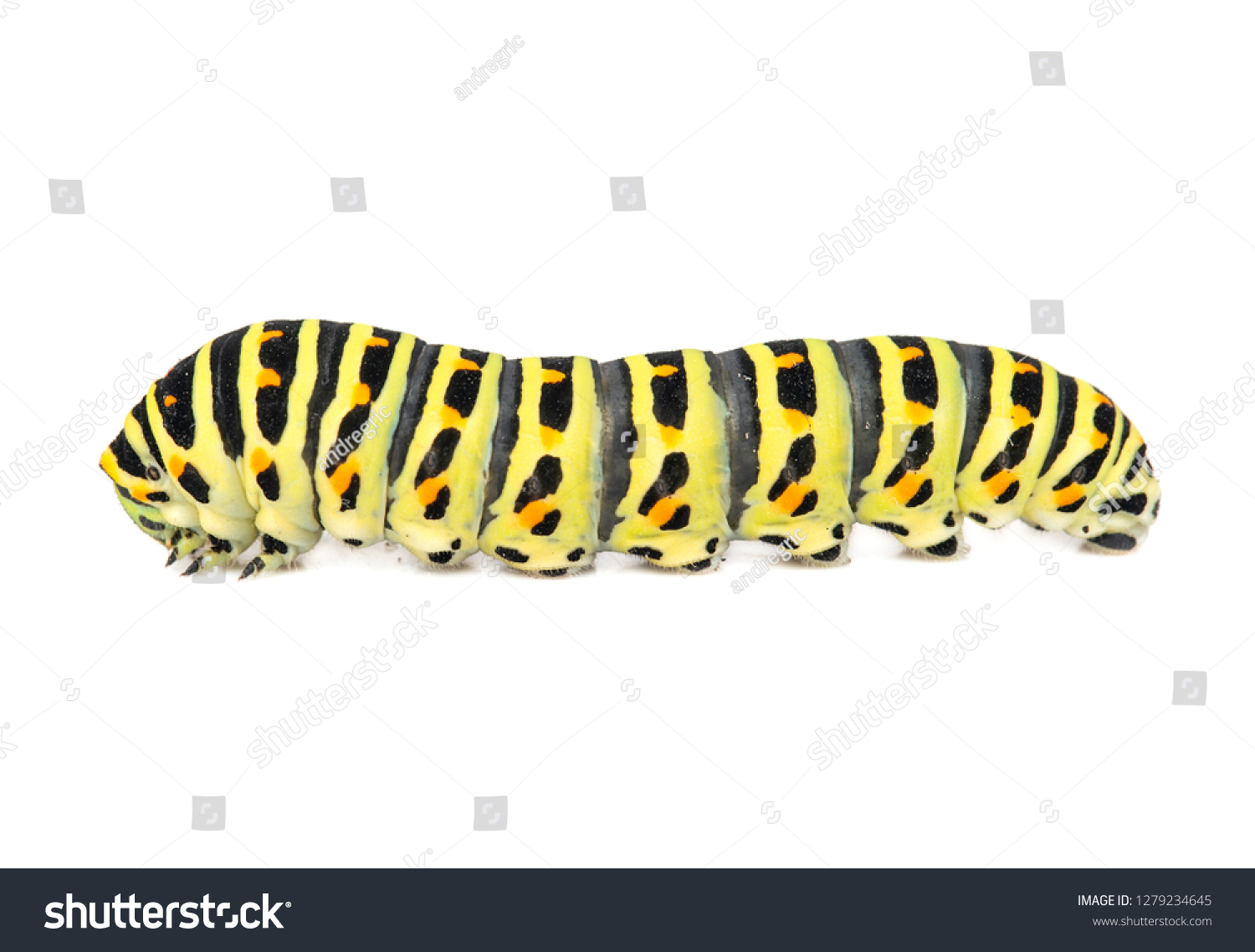 Yellow black swallowtail caterpillar isolated on white background #1279234645
