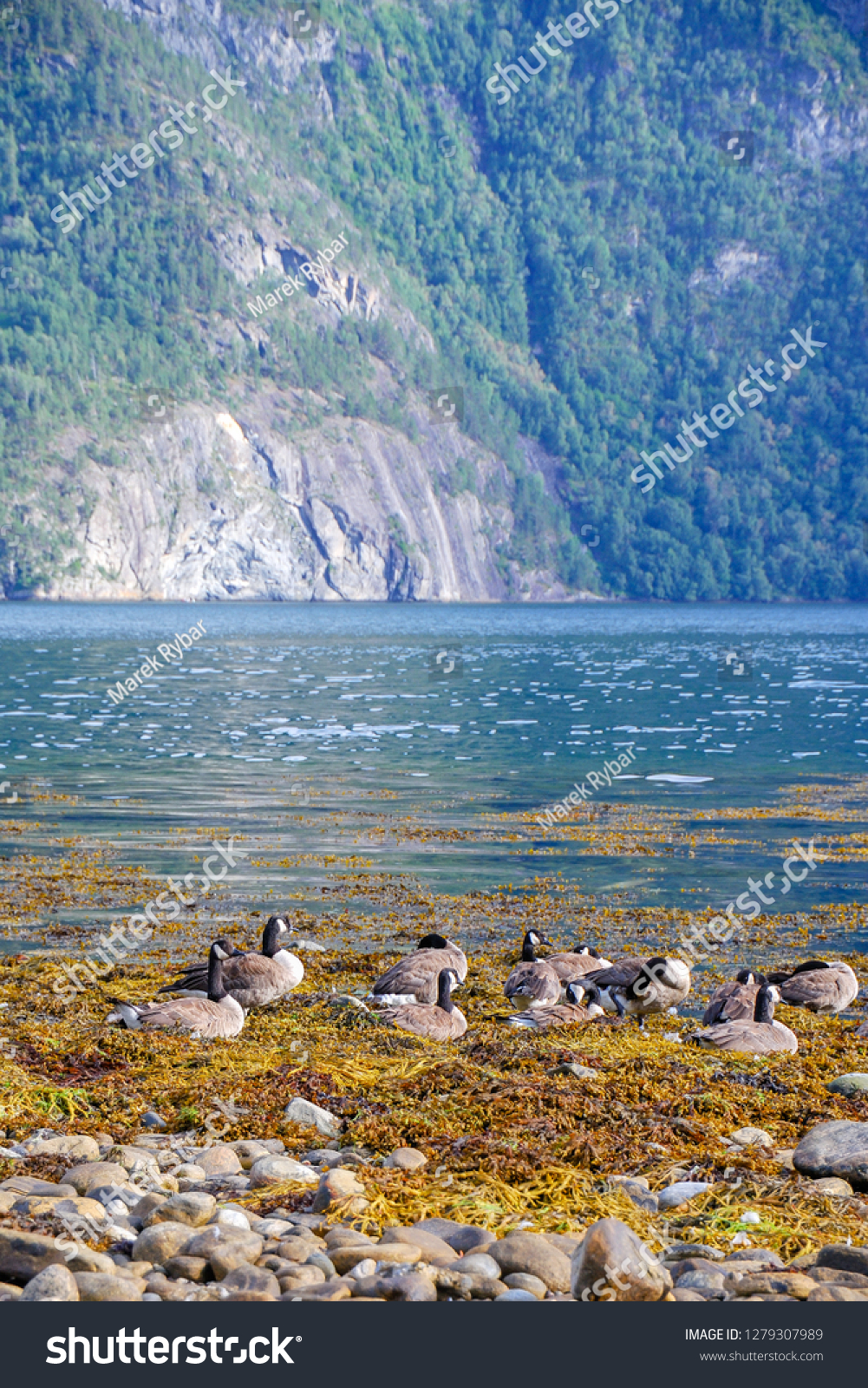 The Canada goose (Branta canadensis) is a large wild goose species. Birds in fjord environment. Norway. Sea water.  #1279307989