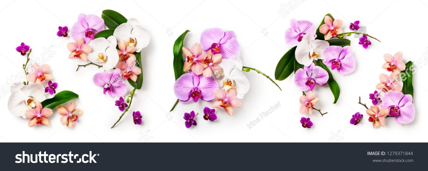 Orchid flowers and leaves collection isolated on white background. Flower arrangement. Floral design. Top view, flat lay #1279371844