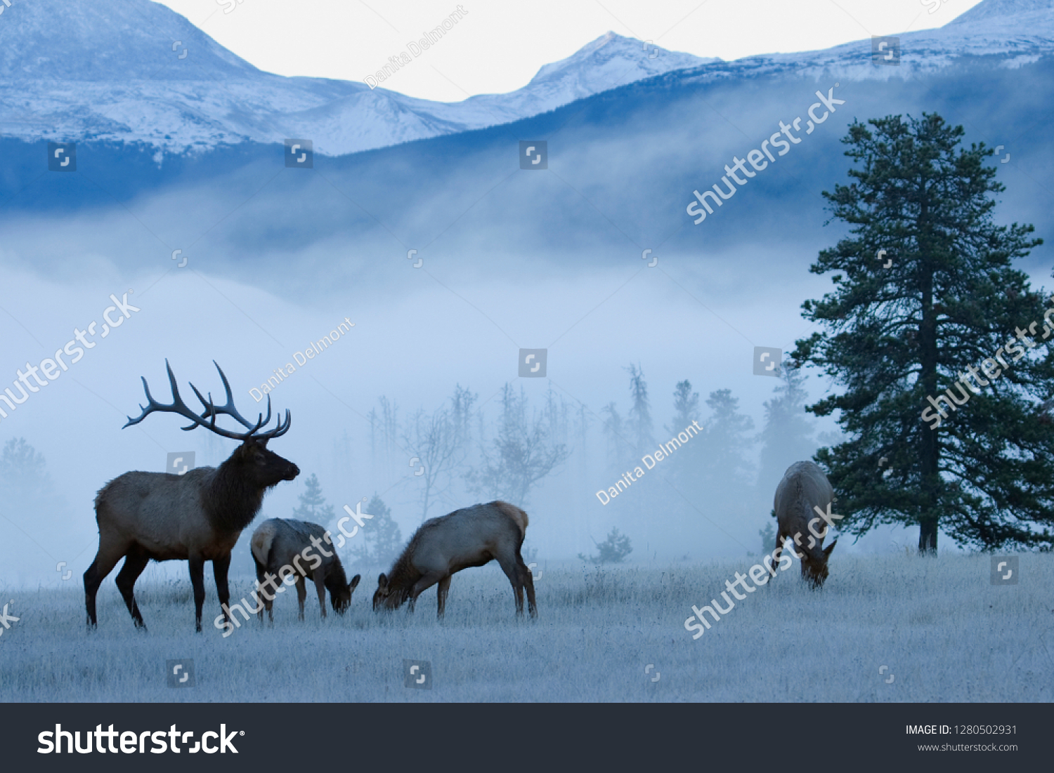 Rocky Mountain Bull Elk and Cows, Frosty Morning #1280502931