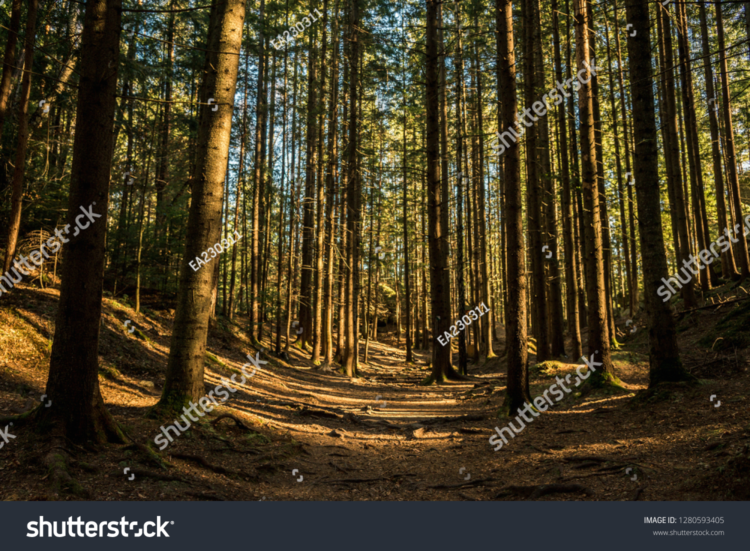 coniferous forest of trees with a full frame trail #1280593405