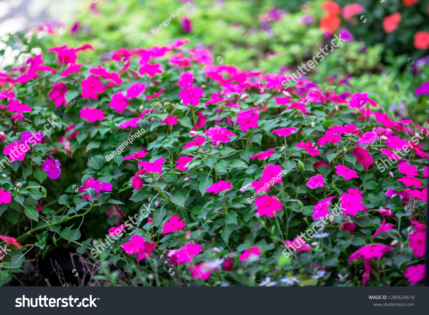 Close-up view of colorful flowers Cultivated in plots for expansion or used to decorate, decorate or decorate the coffee shop, restaurant for beauty #1280629618