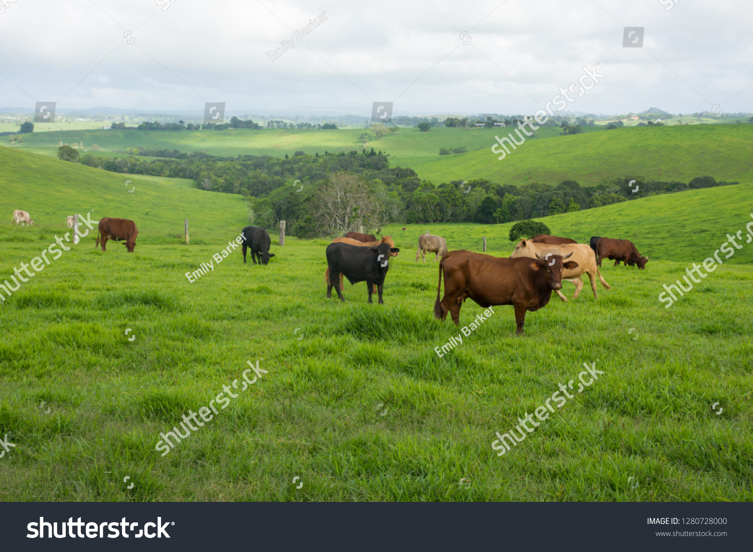 Australian Cattle farm with green pasture, brown cows and dark stormy skies  #1280728000