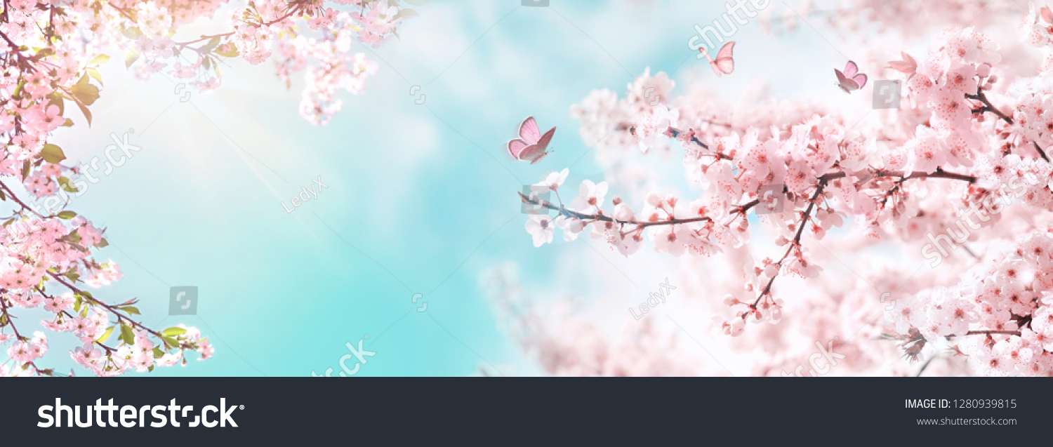 Spring banner, branches of blossoming cherry against background of blue sky and butterflies on nature outdoors. Pink sakura flowers, dreamy romantic image spring, landscape panorama, copy space. #1280939815