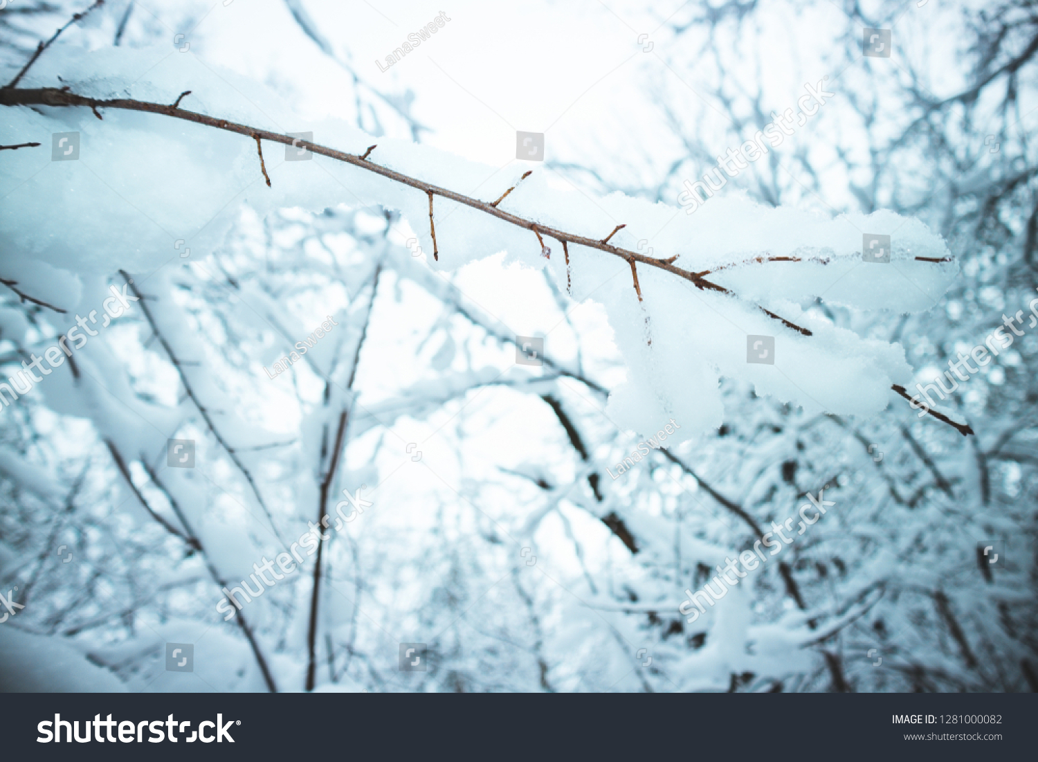 Frozen tree branch with snow and frost. Winter landscape in forest #1281000082