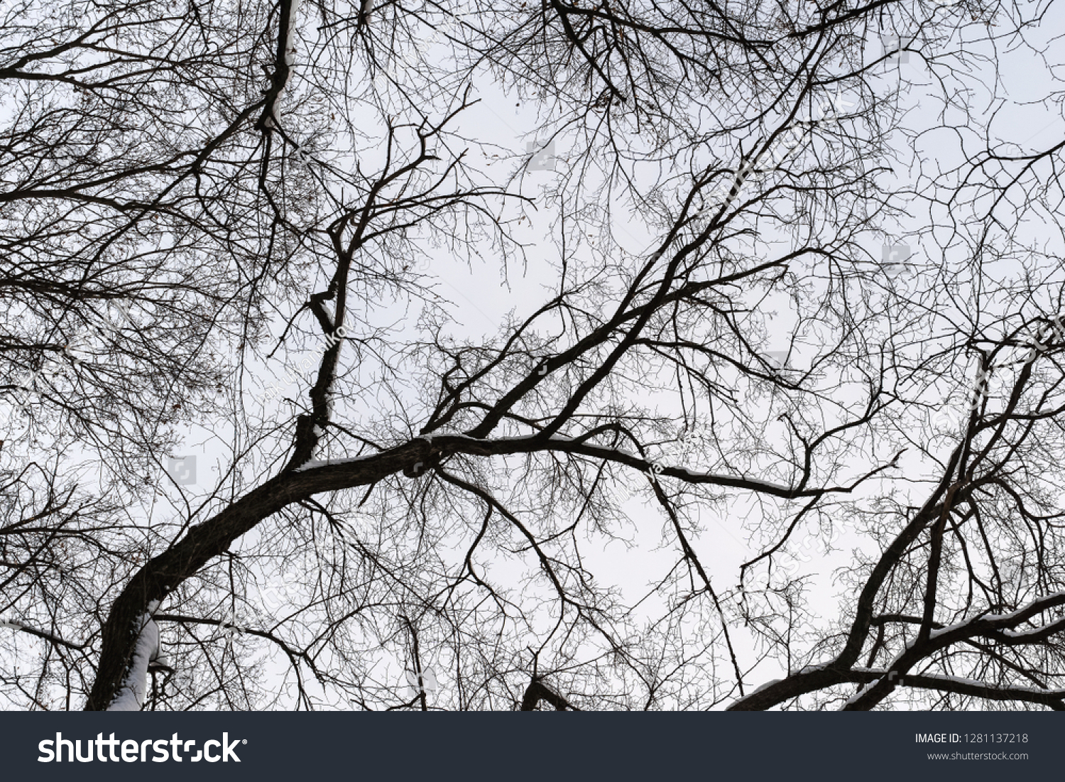 many tangled branches silhouette background #1281137218