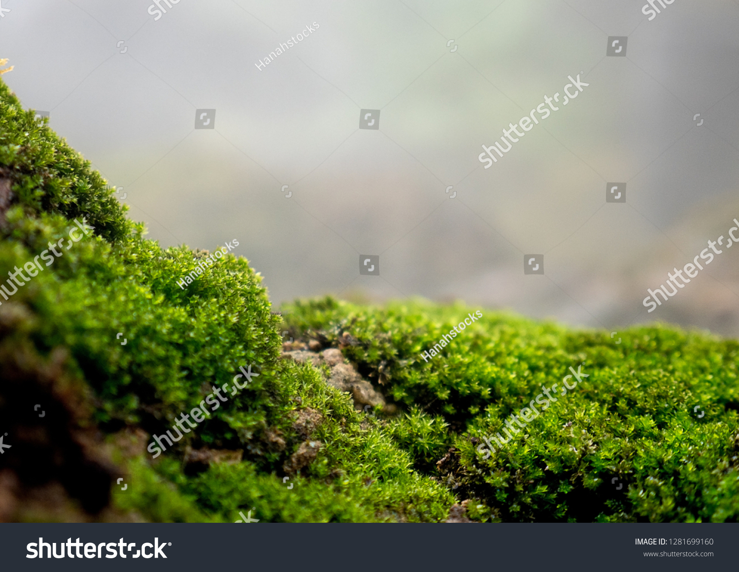 Beautiful green moss on the floor, moss closeup, macro. Beautiful background of moss for wallpaper
 #1281699160