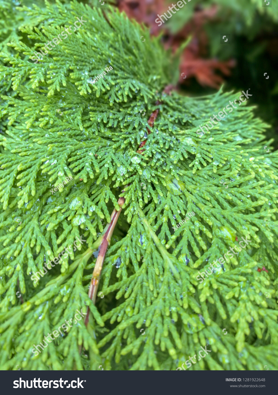 Green arborvitae branch with droplets of rain #1281922648
