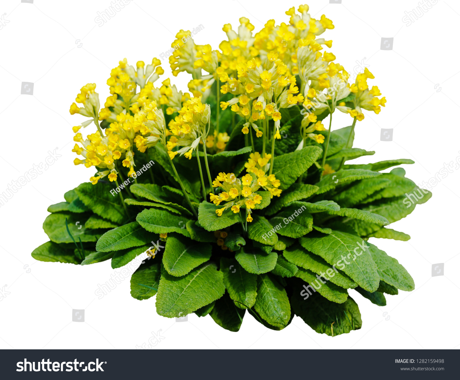 Yellow Cowslip Primrose flowers, Primula Veris on white background isolated #1282159498