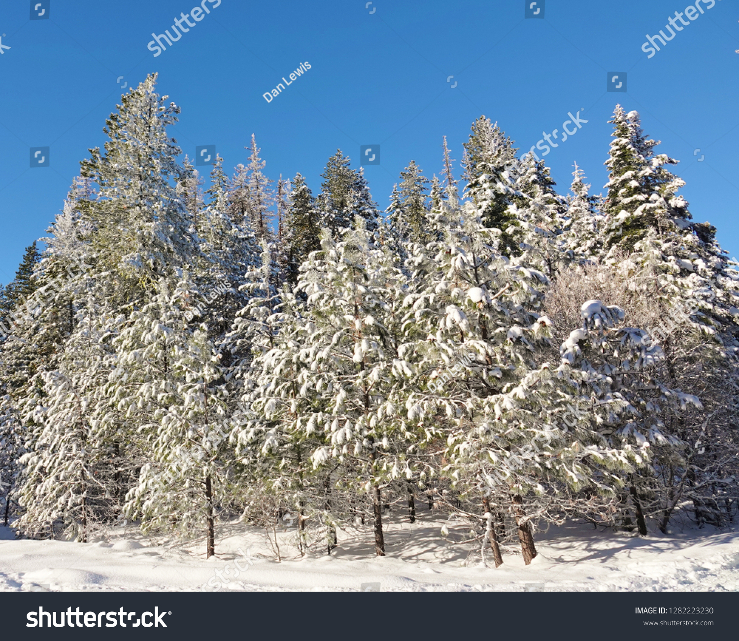 Winter wonderland scene in a WA national forest in Cascade Mountains. Sky cleared after freshly fallen snow that covers ground & isolated, stunning group of evergreen trees that fill most of frame. #1282223230
