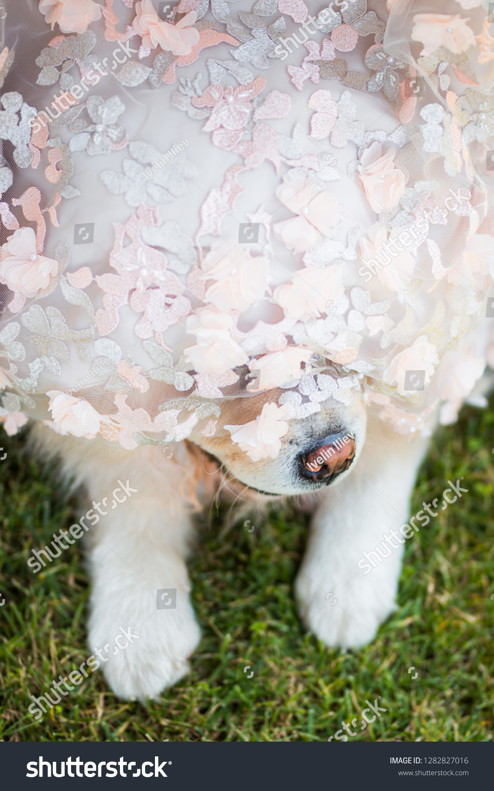 
elegant bride with a dog Chow Chow #1282827016