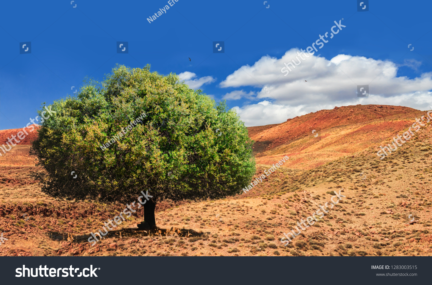 Lonely green argan tree in the middle of the desolating valley in Morocco. Beautiful Northern African Landscape . Fascinating view from the hill to the valley in Morocco #1283003515