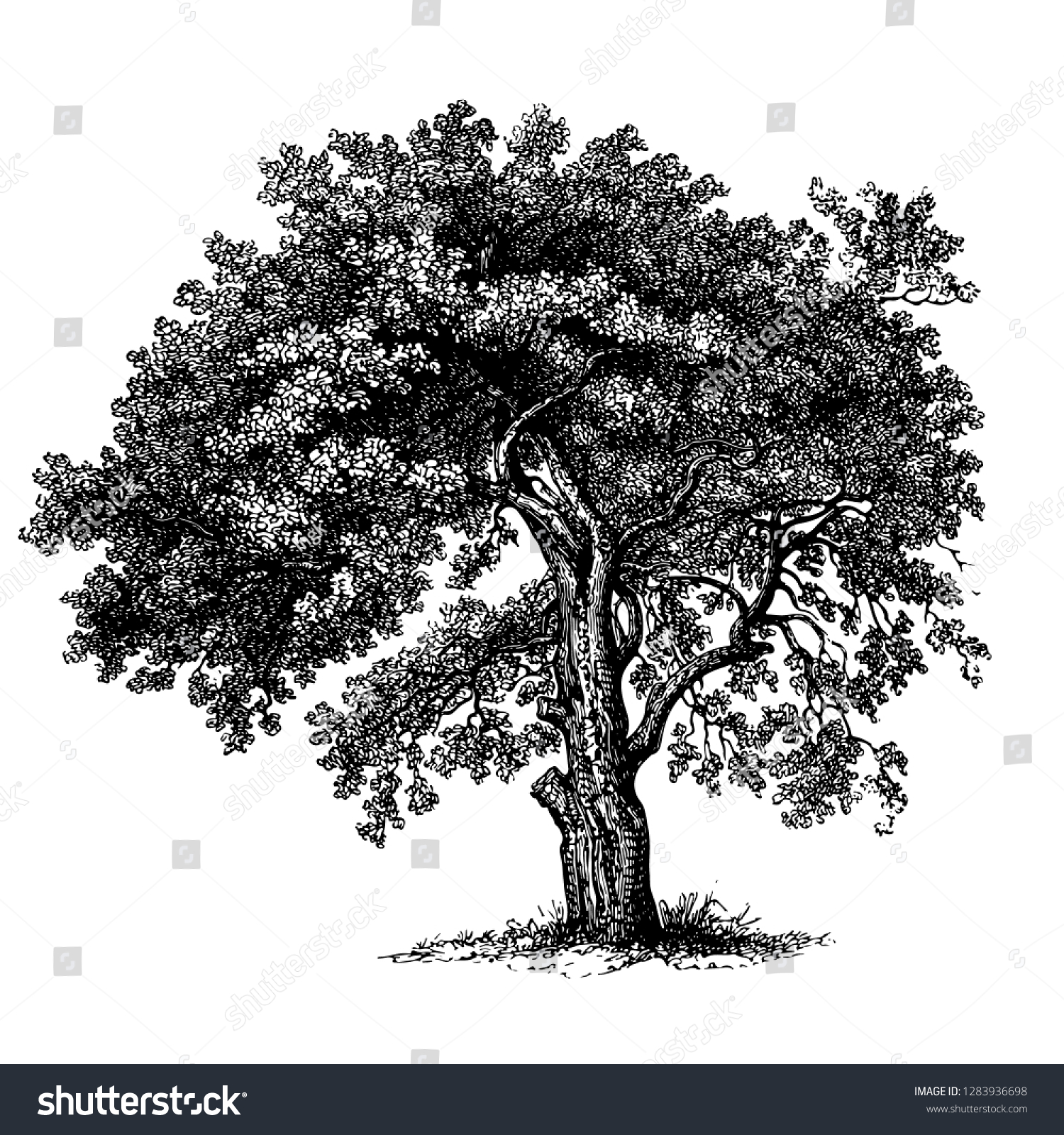 Apple Tree Engraving Vintage Vector Illustration #1283936698
