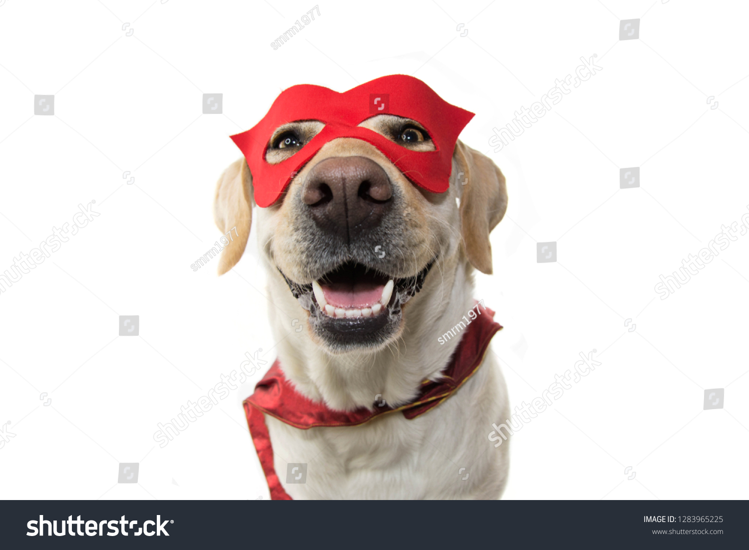 DOG SUPER HERO COSTUME. LABRADOR CLOSE-UP WEARING A RED MASK AND A CAPE.  CARNIVAL OR HALLOWEEN. ISOLATED STUDIO SHOT AGAINST WHITE BACKGROUND. #1283965225