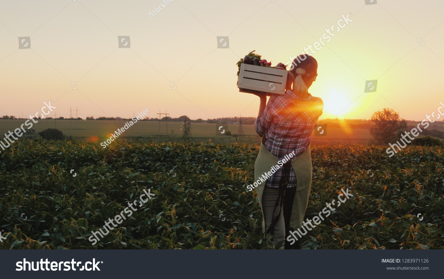 Rear view: A female farmer with a box of fresh vegetables walks along her field. Healthy Eating and Fresh Vegetables #1283971126