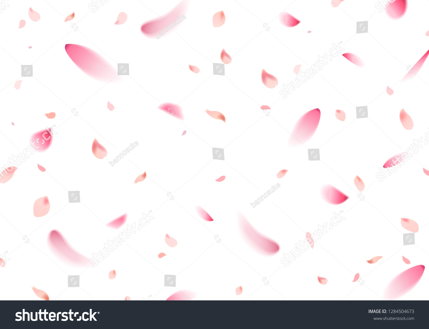 Flying cherry blossom sakura petal in springtime on white background #1284504673