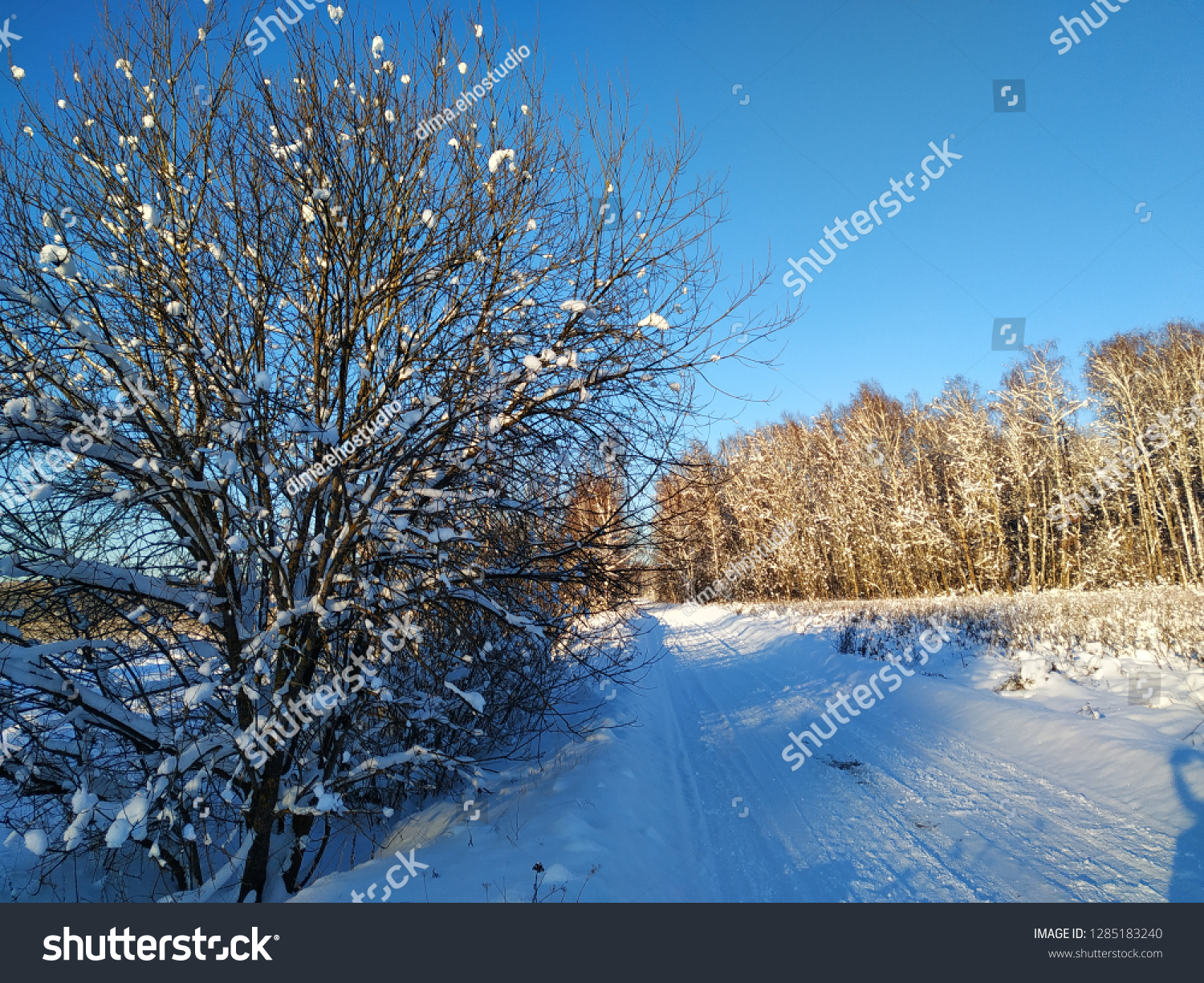 sunny winter landscape #1285183240