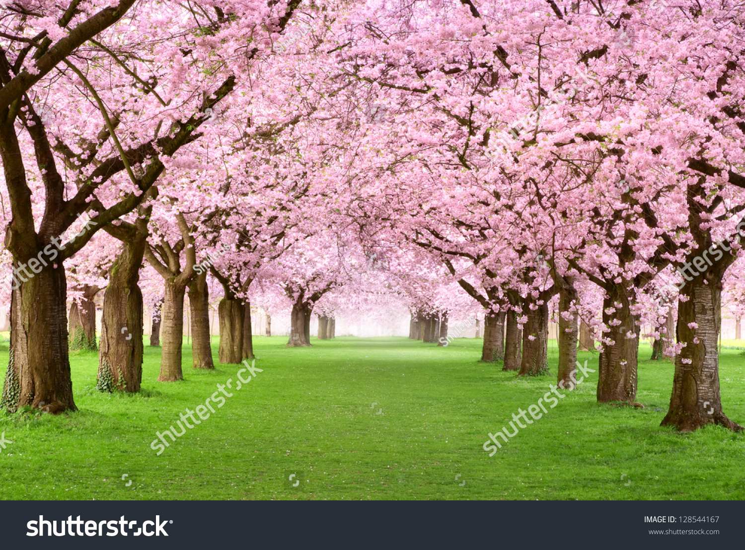Ornamental garden with majestically blossoming large cherry trees on a fresh green lawn #128544167