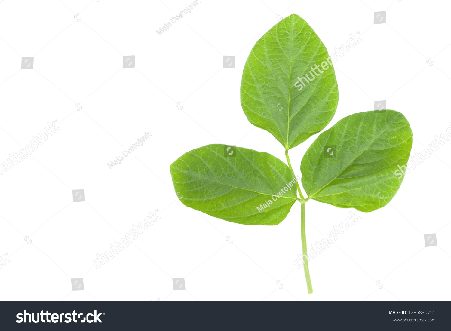 Soya bean green leaf closeup isolated on white background #1285830751