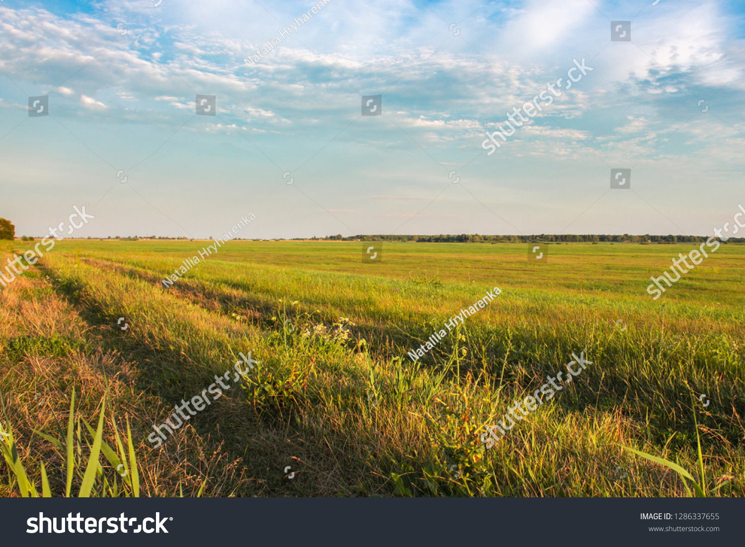 Fresh green field and blue sky in spring, panoramic view of meadow, landscape #1286337655