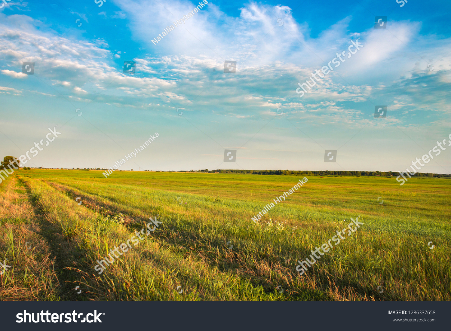 Fresh green field and blue sky in spring, panoramic view of meadow, landscape #1286337658