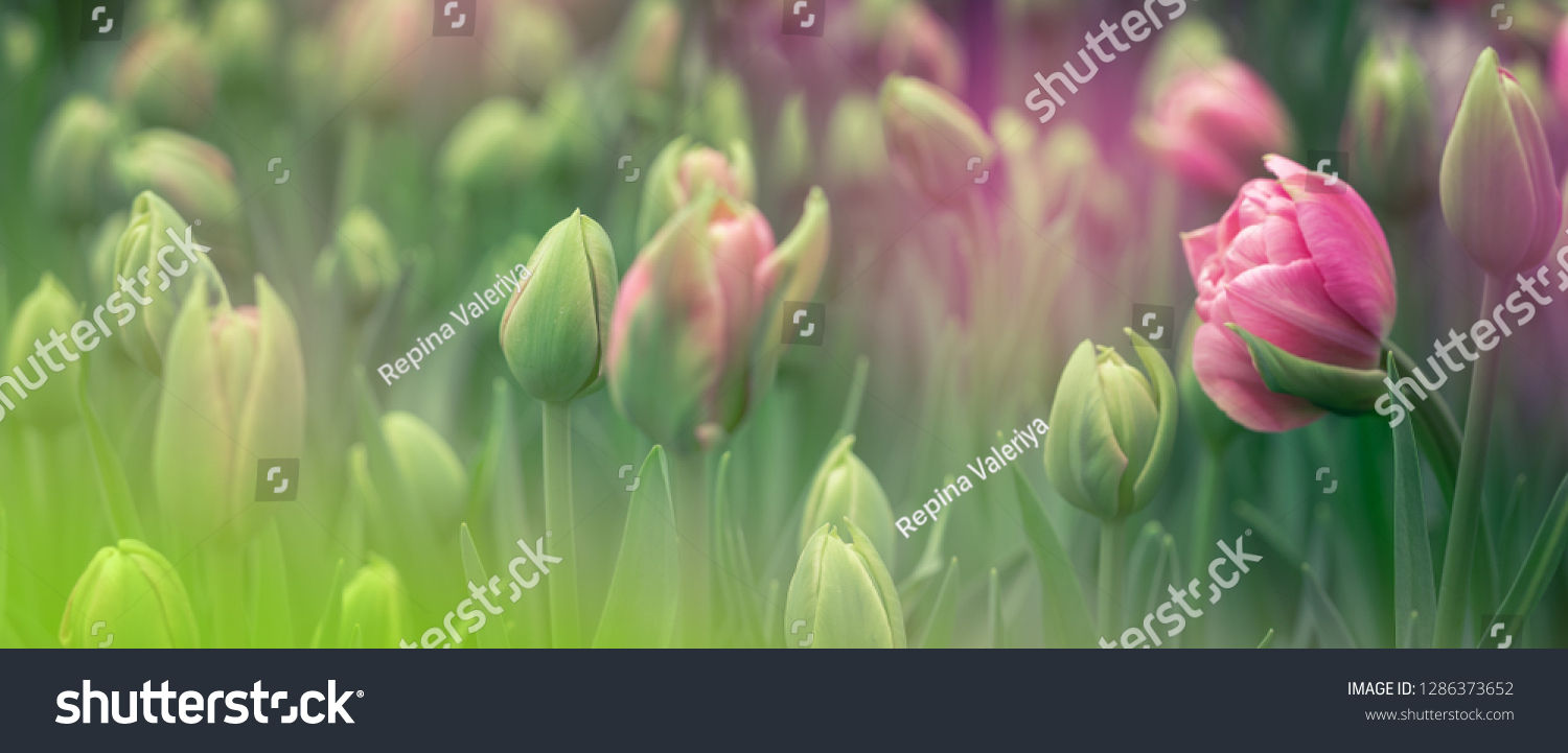 Buds of rose tulips with fresh green leaves in soft lights at blur background with place for your text. Hollands tulip bloom in an orangery in spring season. Floral banner for a floristry shop. #1286373652