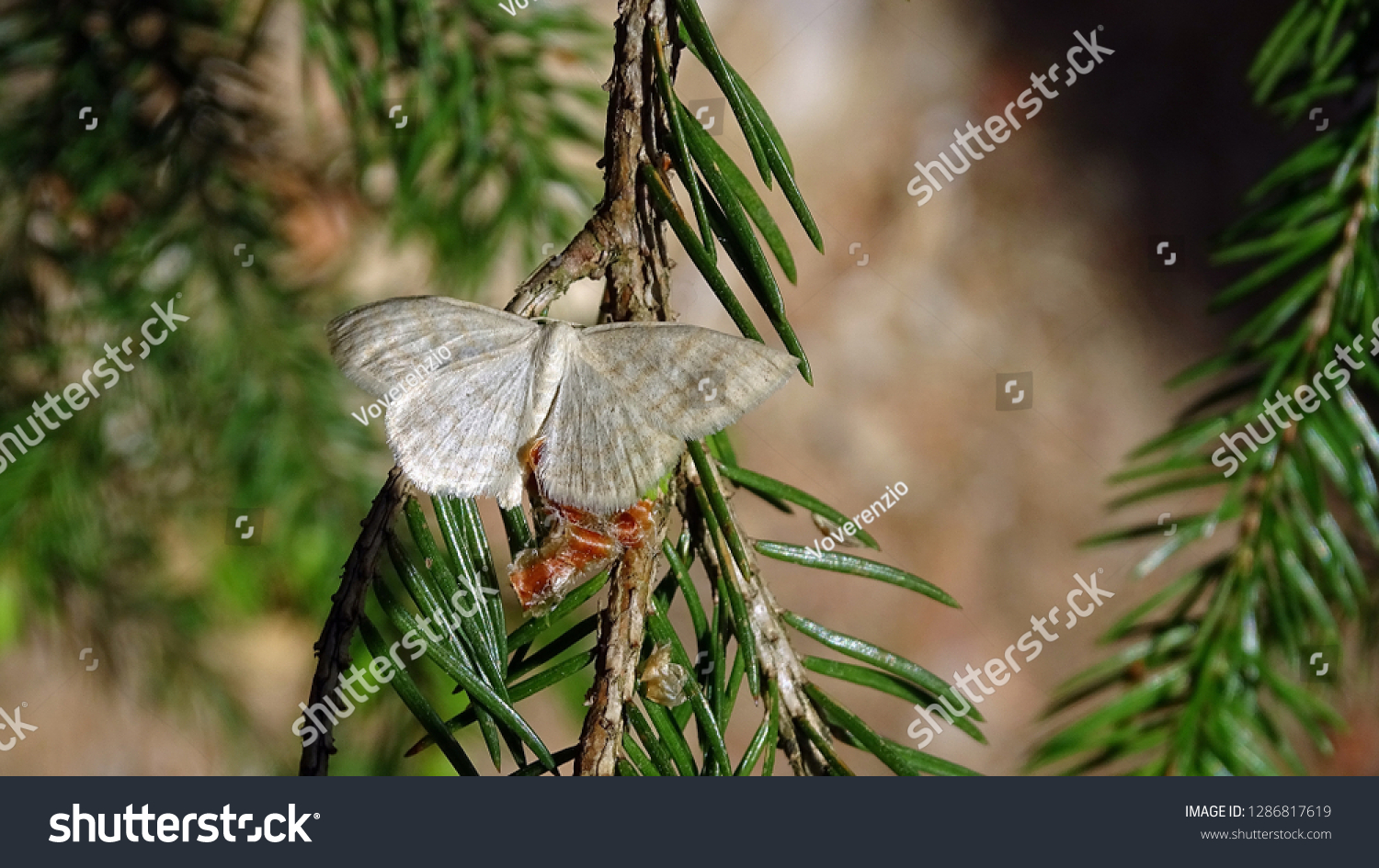 White butterfly on a pine twig #1286817619