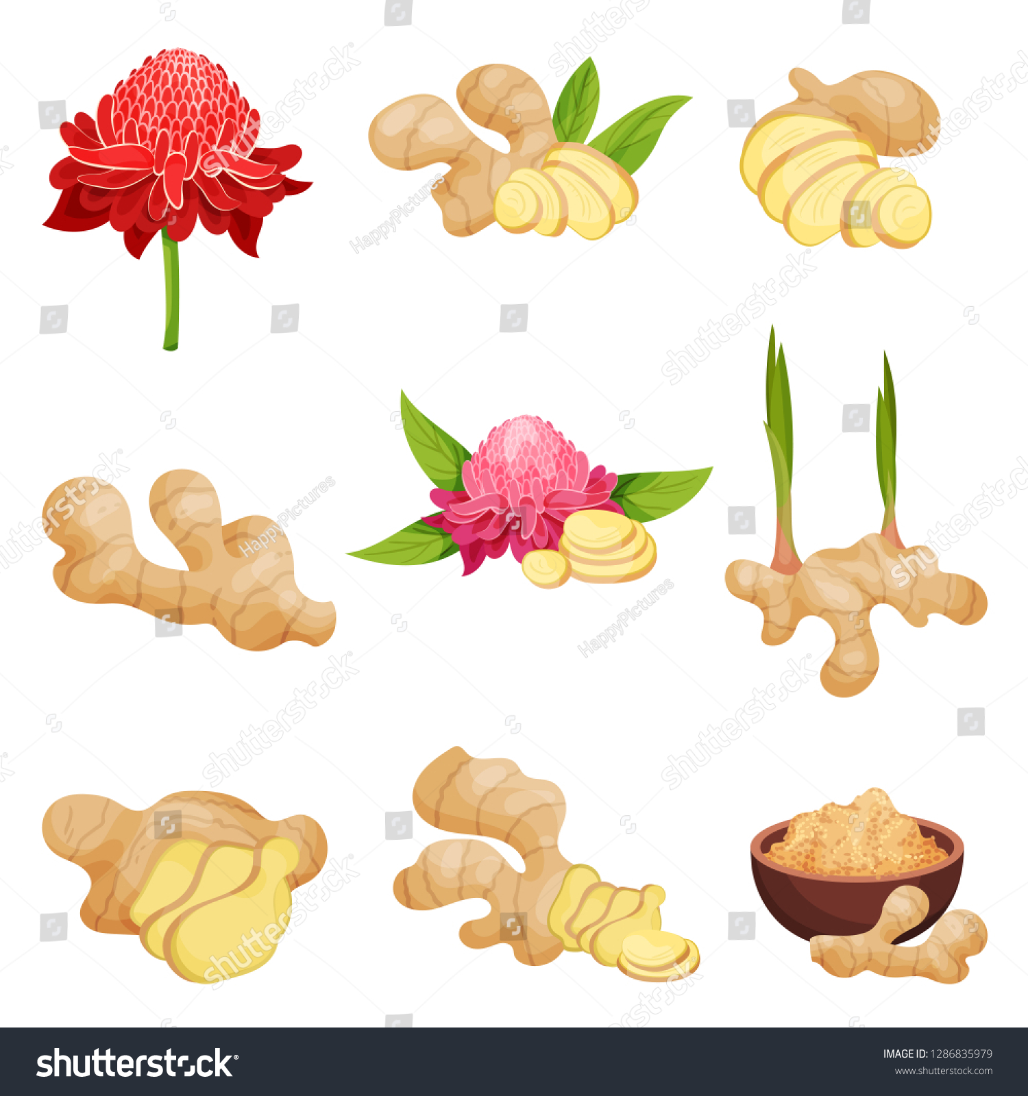 Flat vector set of ginger icons. Fresh roots with slices, flowers and powder. Aromatic spice. Natural food #1286835979