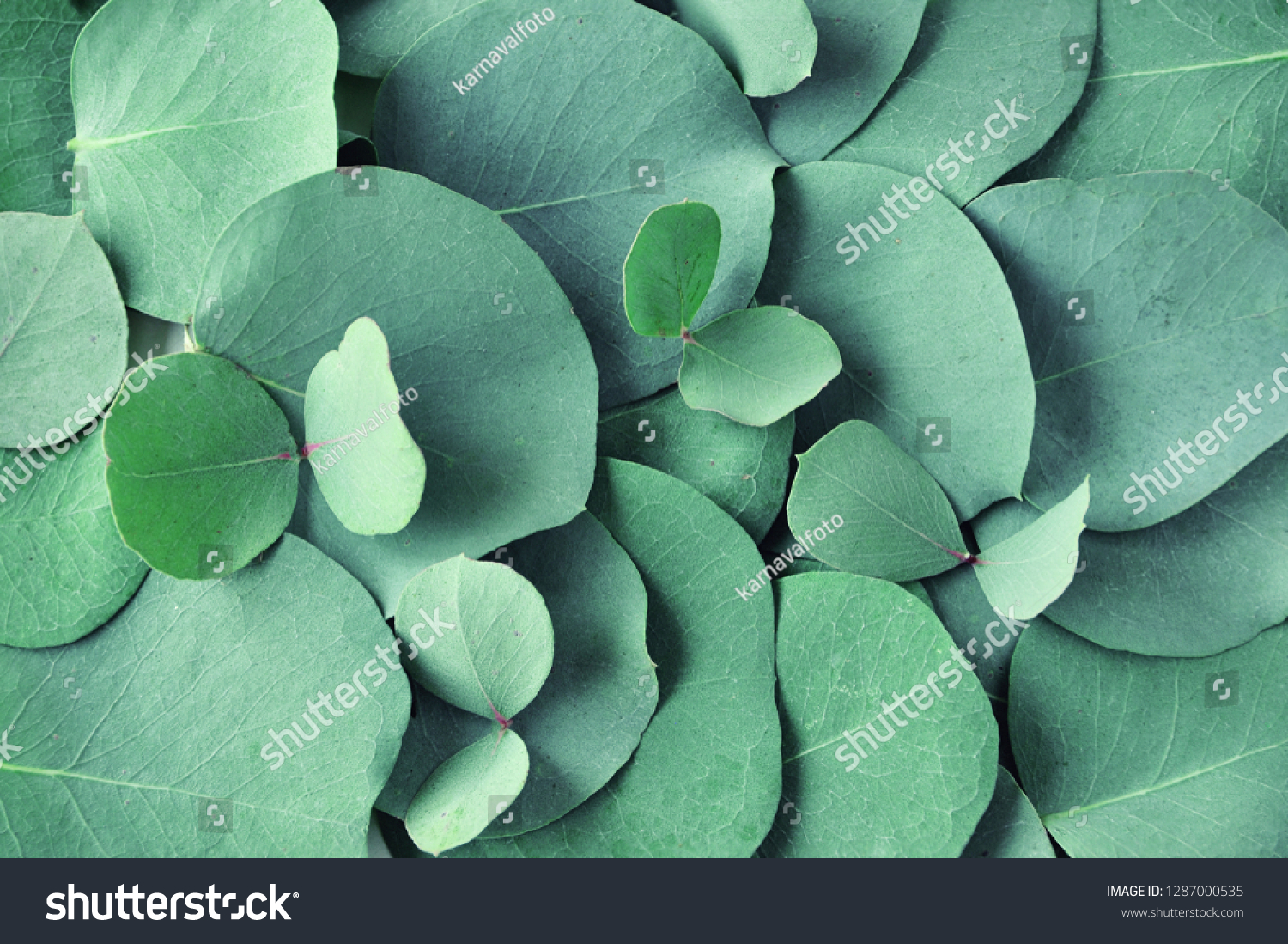 Fresh eucalyptus leaves. Flat lay, top view. Nature green Eucalyptus leaves  background  #1287000535
