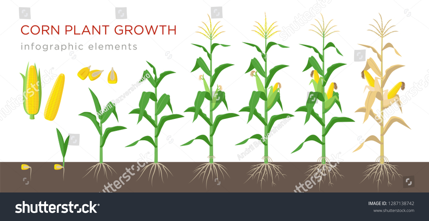 Corn growing stages vector illustration in flat design. Planting process of corn plant. Maize growth from grain to flowering and fruit-bearing plant isolated on white background. Ripe corn and grains. #1287138742