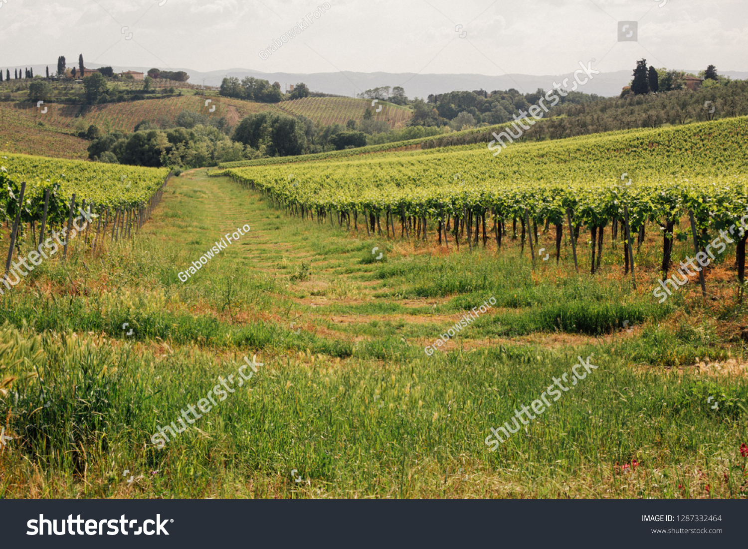 Tuscany wine hills #1287332464