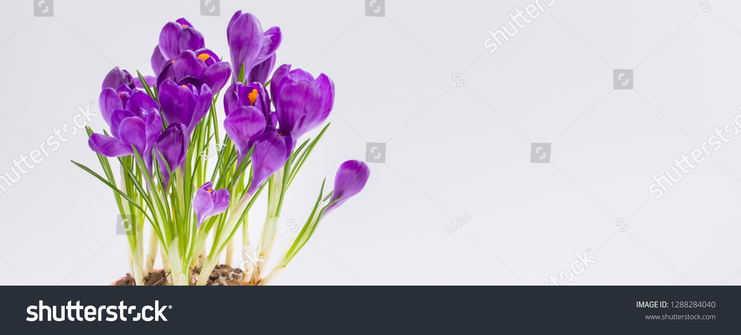 Violet Crocus. Isolated. Spring or Easter postcard concept. #1288284040