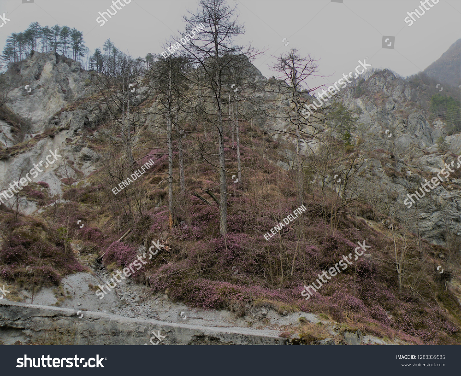 a deserted gray rocky landscape covered with spruce and spruce spruce and pine trees that have been damaged. A region like the moon #1288339585