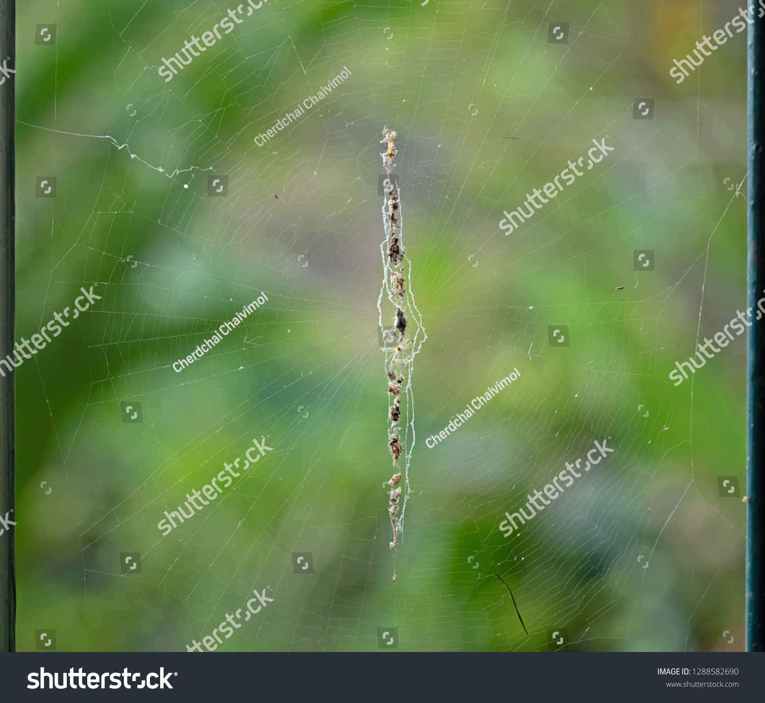 Macro Photography of Spiders are on the Web with the Victim Isolated on Nature Background #1288582690