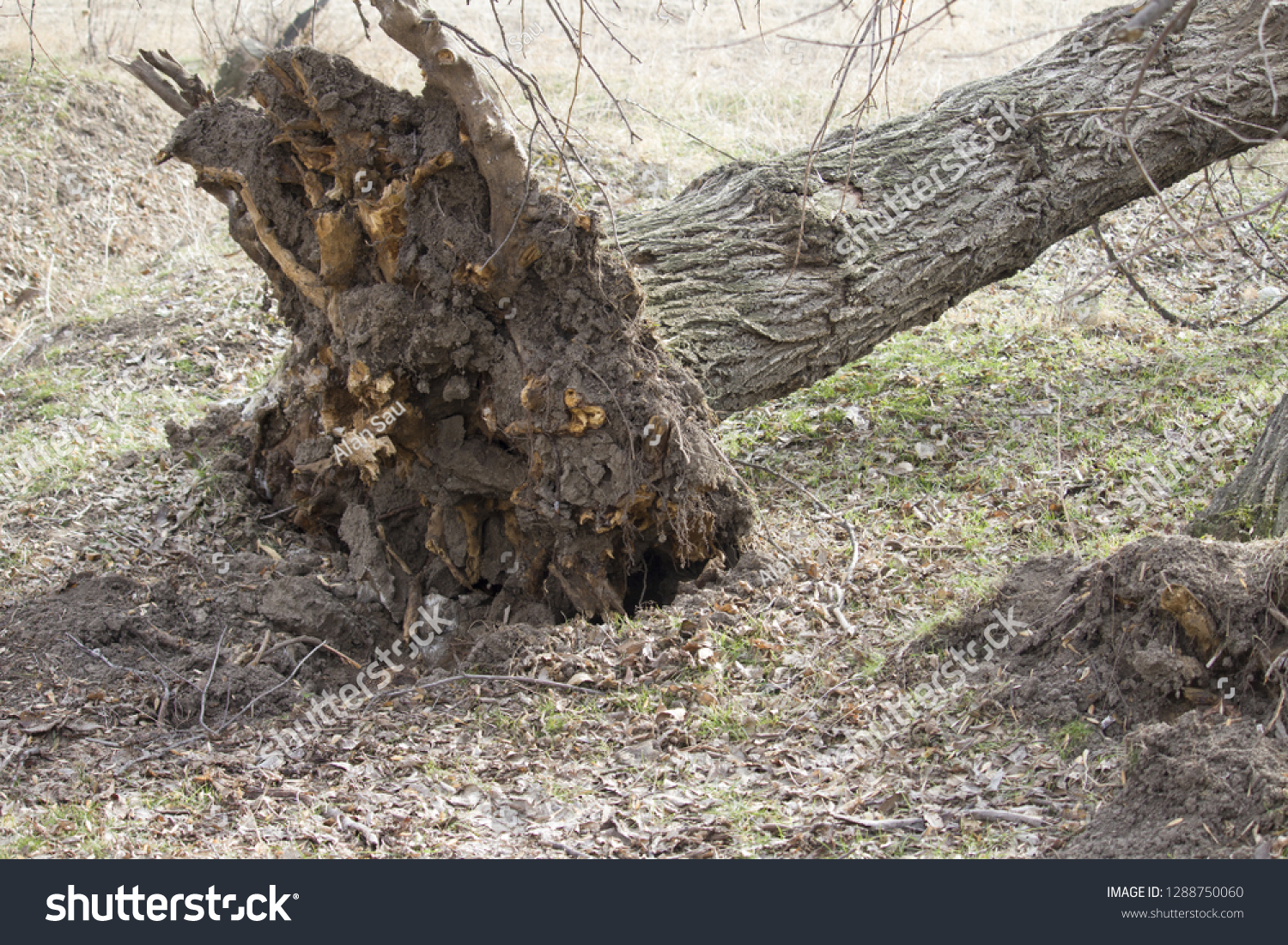 
roots of fallen tree #1288750060