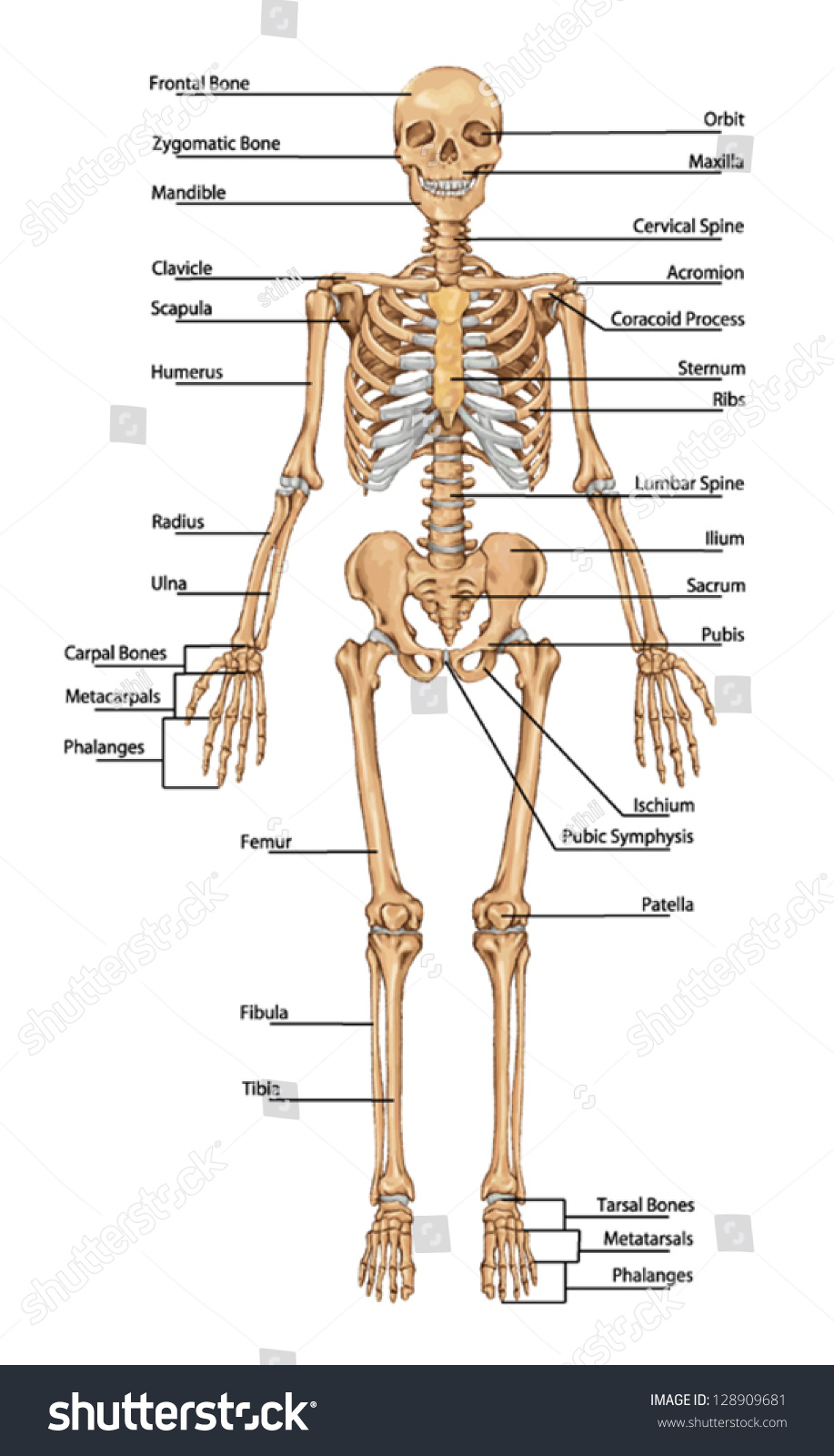 Human skeleton from the anterior view - didactic - Royalty Free Stock ...