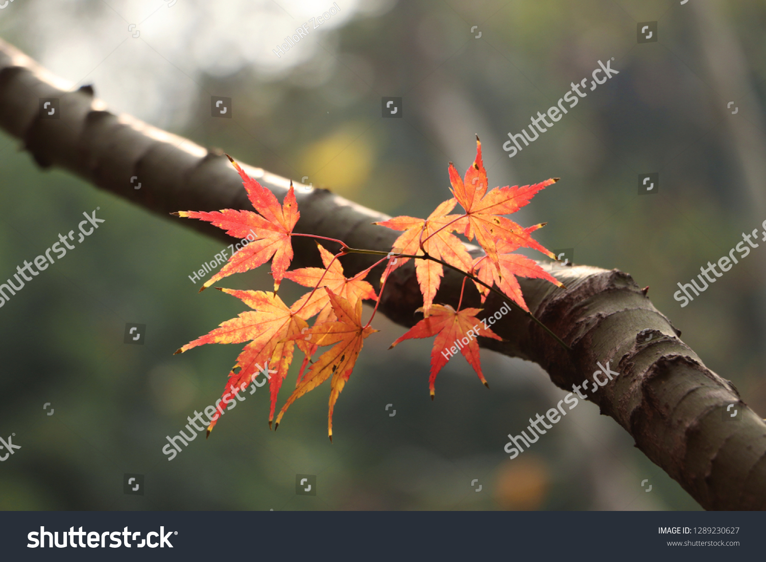 Autumn red paulownia leaves closeup #1289230627