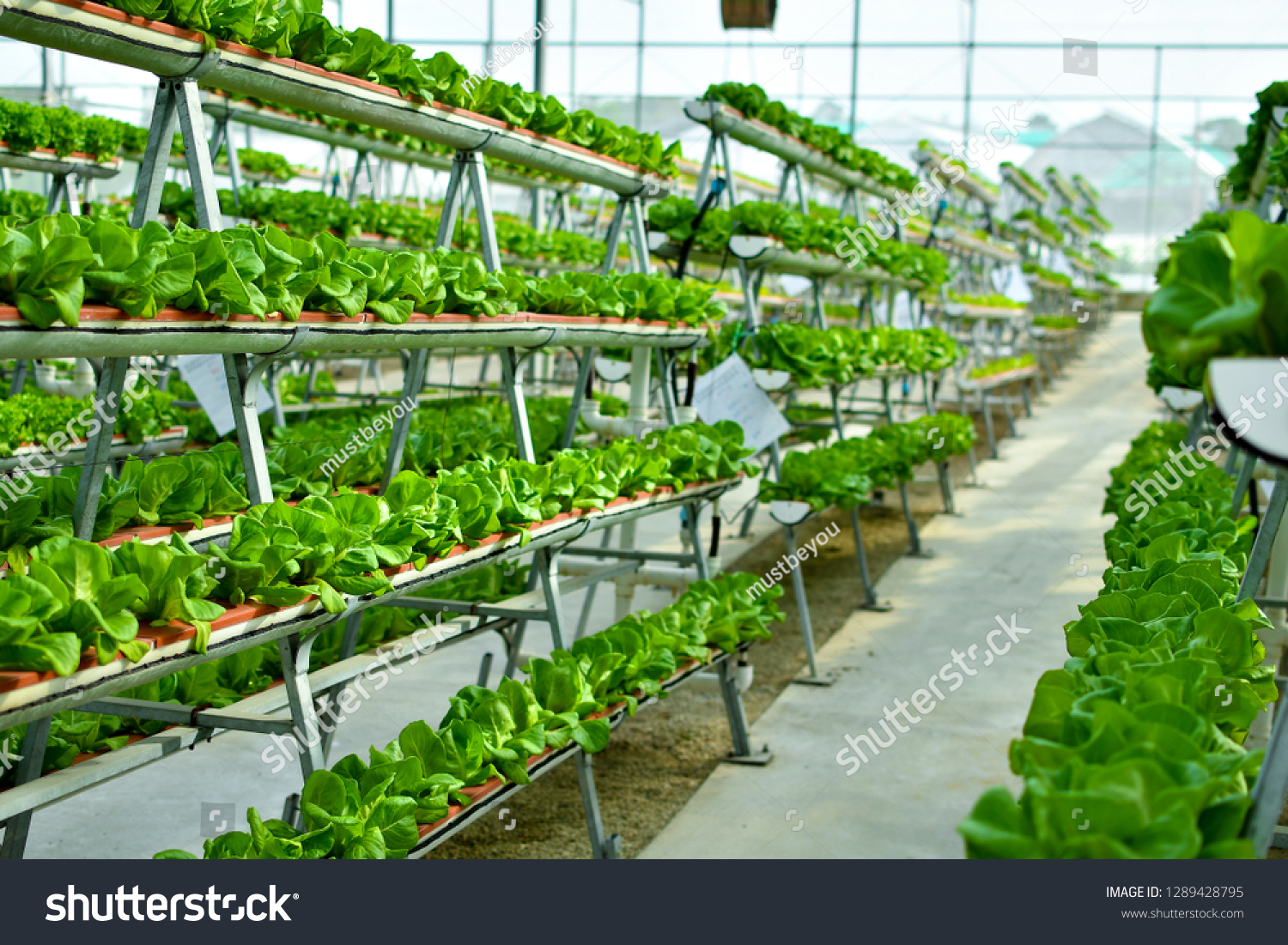 Hydroponic vertical farming systems #1289428795