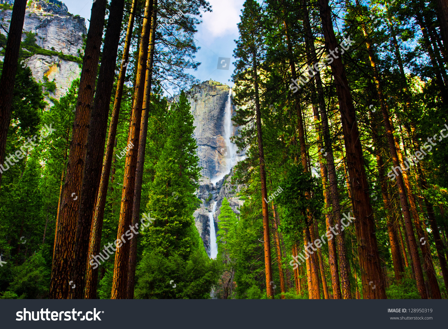 Yosemite Waterfalls behind  Sequoias  in Yosemite National Park,California #128950319