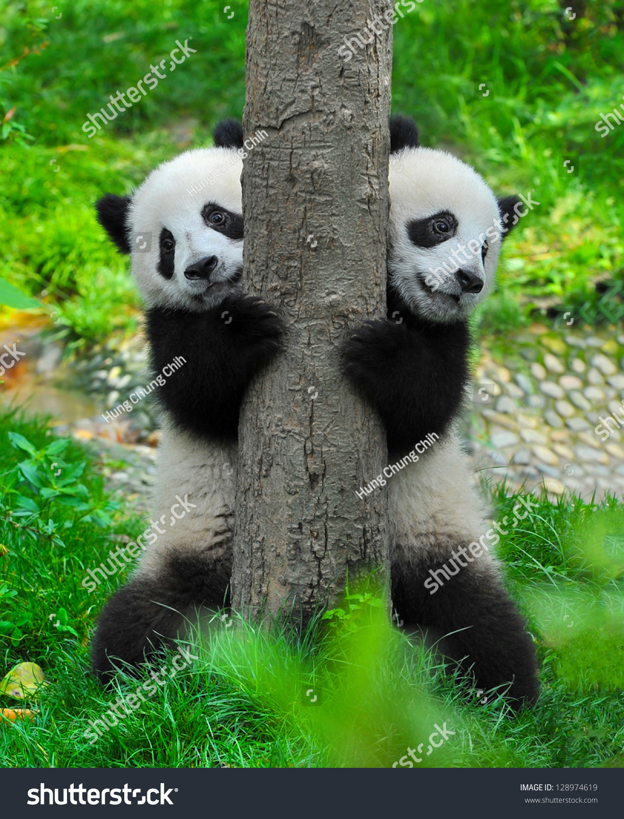 Panda bear twins #128974619